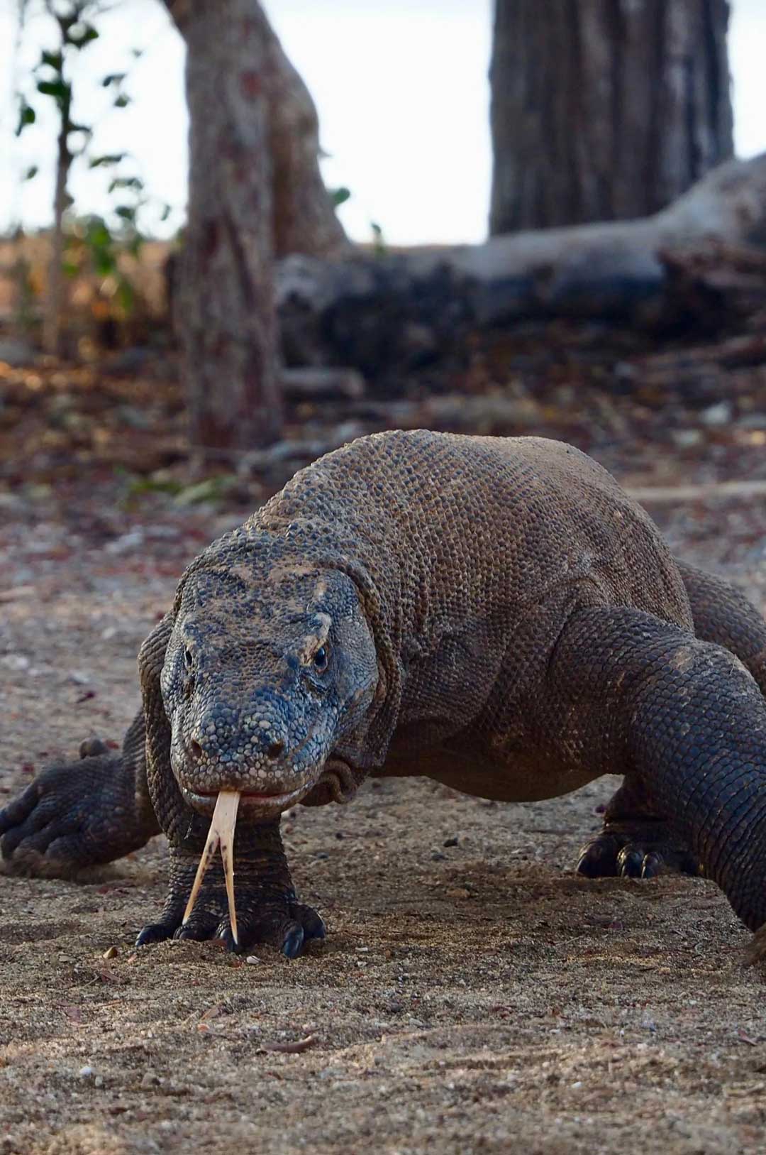 Labuan Bajo (Komodo) Destinations